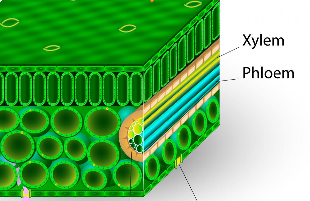 The insects feed on the sap of plants by piercing the phloem, the vessels through which sap flows.
