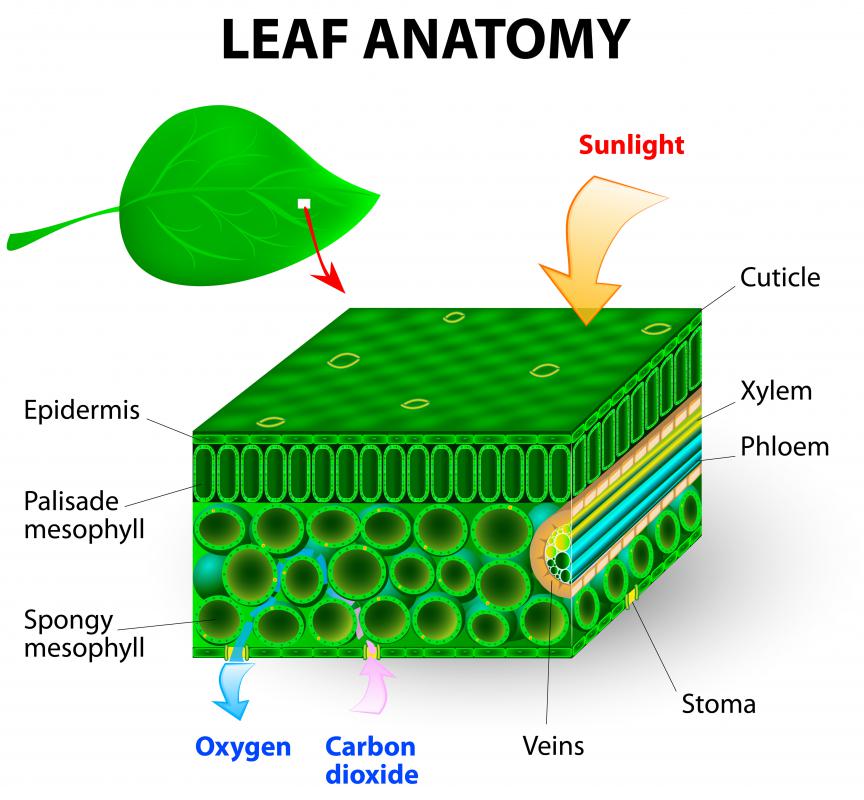 Dendrologists are interested in phytoanatomy, which is the anatomy of plants.