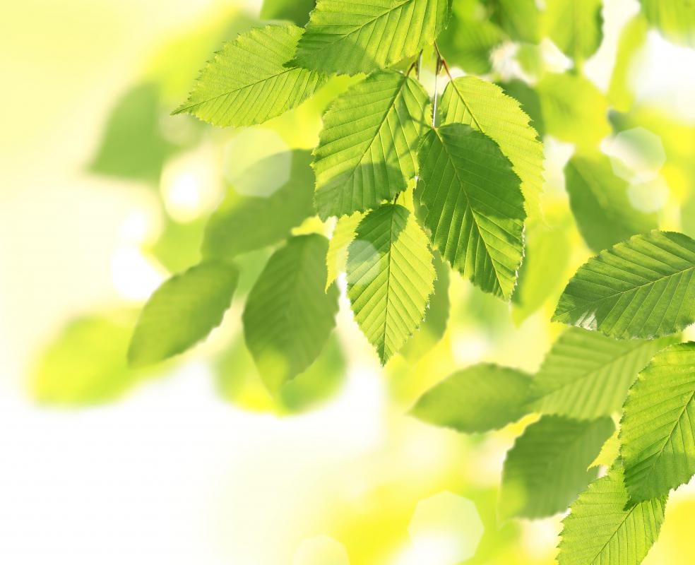 Trees in sunny places don't need large leaves to harness the sunlight they require.