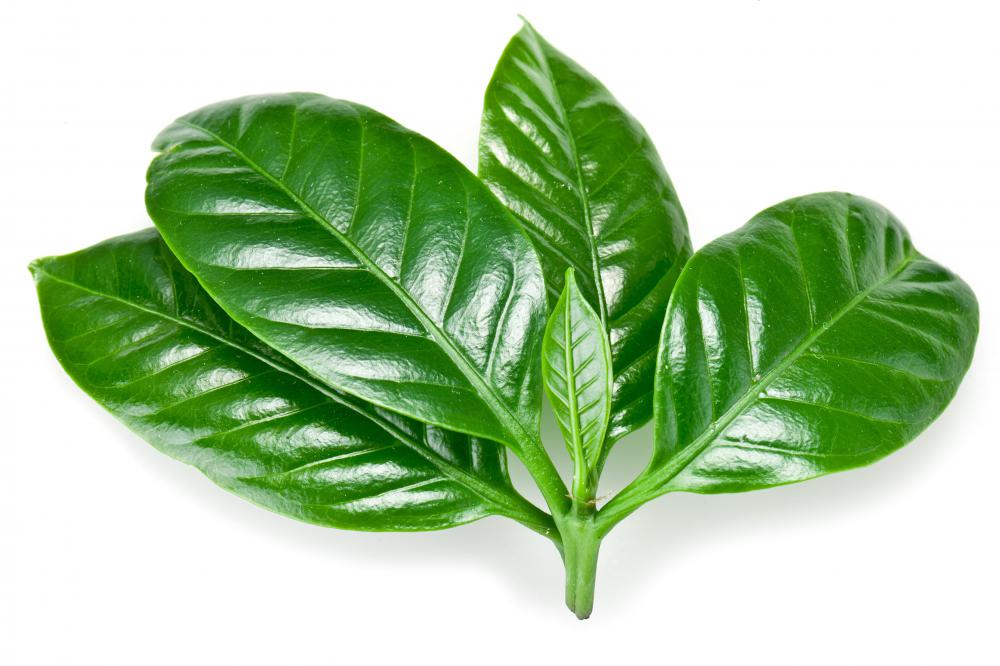Plant leaves are evolutionarily designed to catch sunlight, which is then used in photosynthesis.