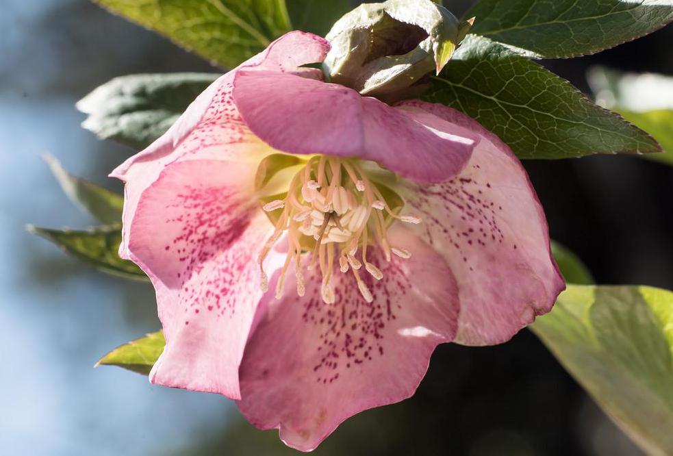 Christmas -- or Lenten -- roses bloom in the cold weather and, despite their name, are not closely related to the rose.