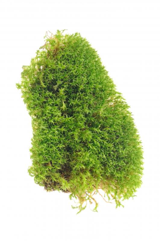 Lichen is a primitive plant species.