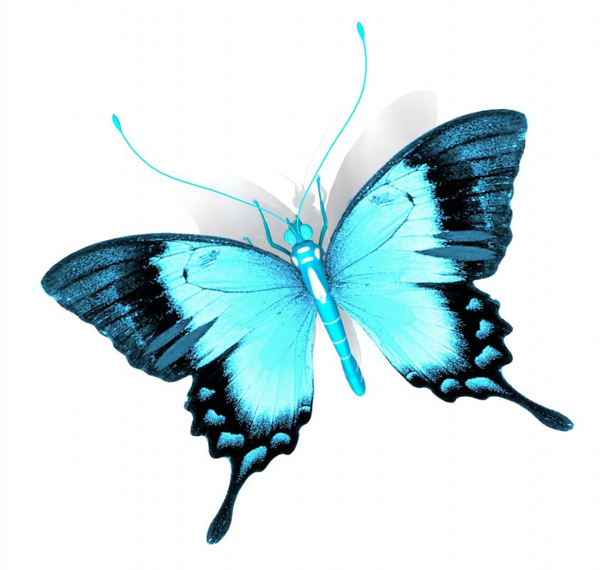 Butterflies are sometimes detrivores.