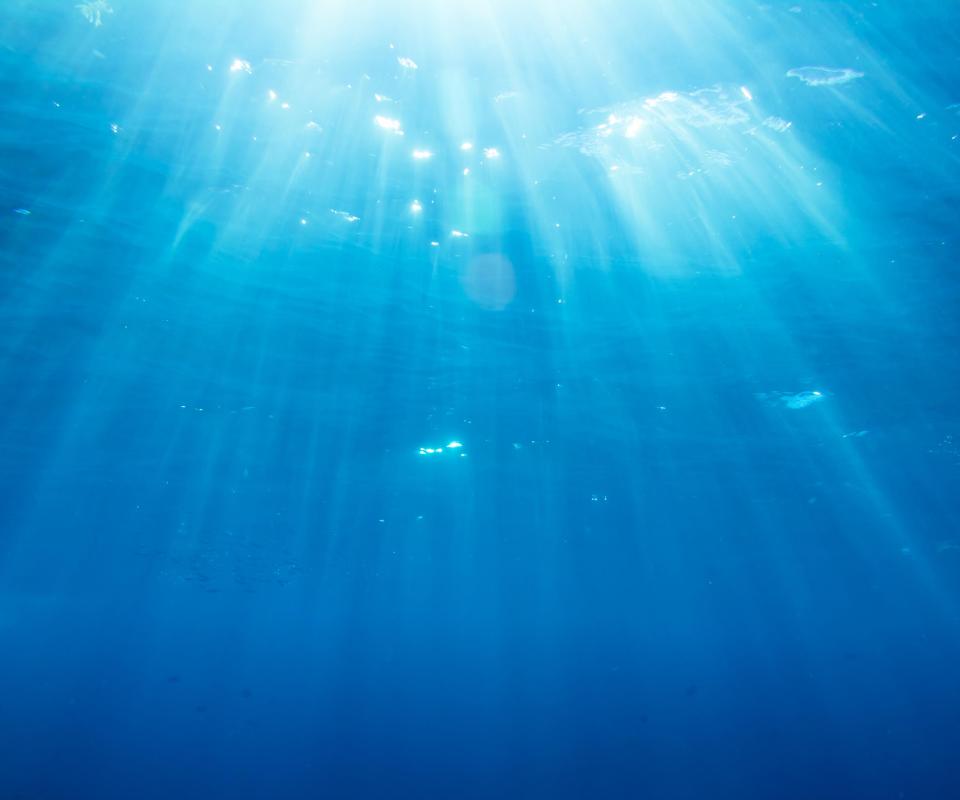 A ctenophore preys on animals that live in the ocean's photic zone, the portion of the ocean that receives light.