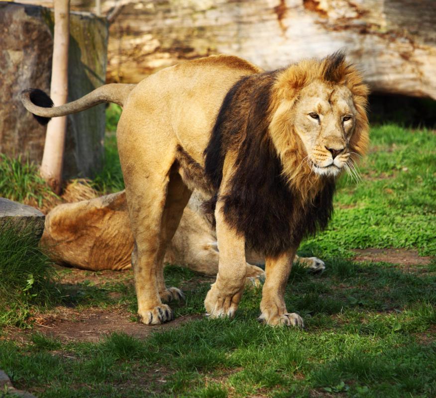 The lion is the second-largest big cat.