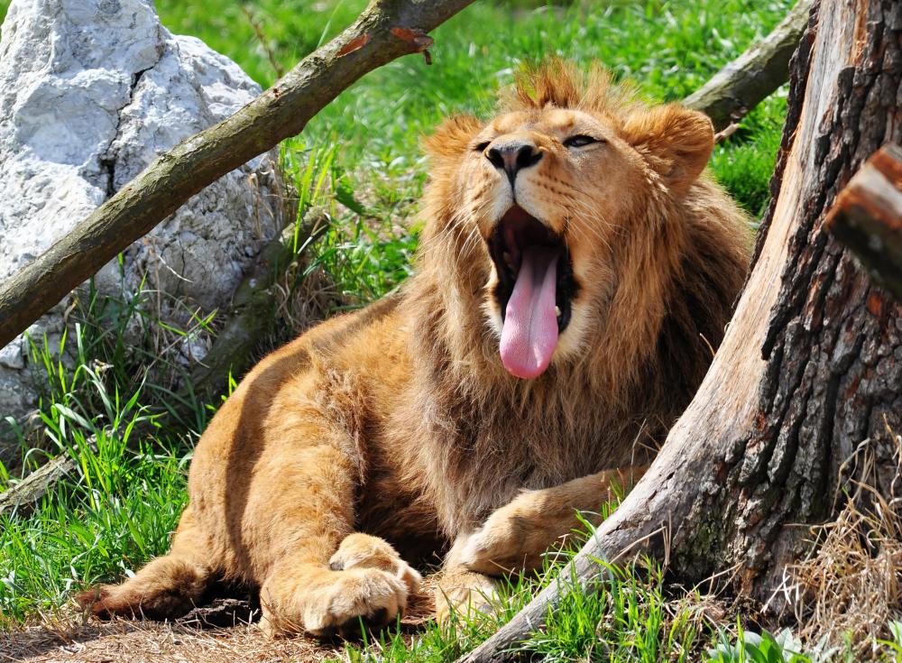 Animals can sometimes lose their predatory skills and become lazy in zoos.