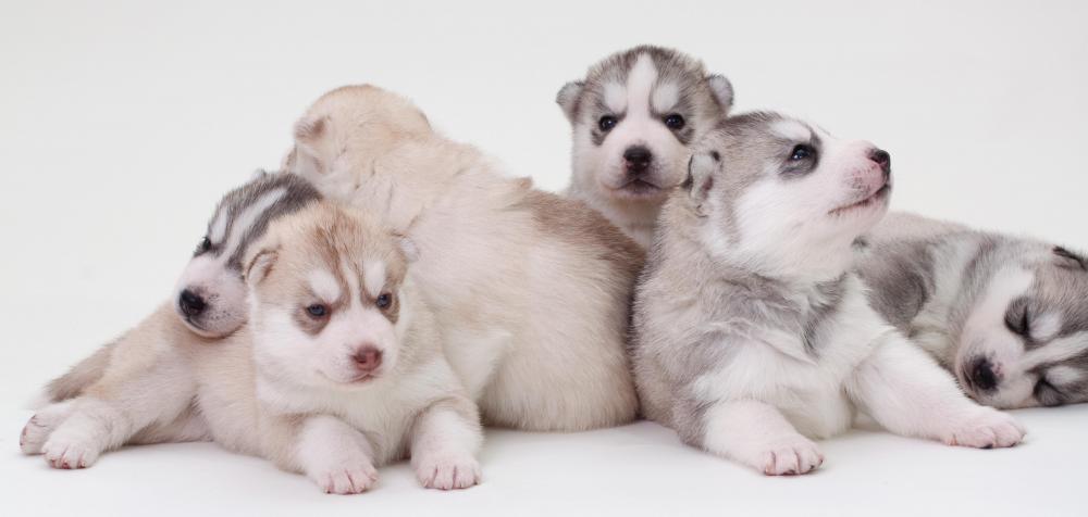Spaying pets prevents them from breeding.