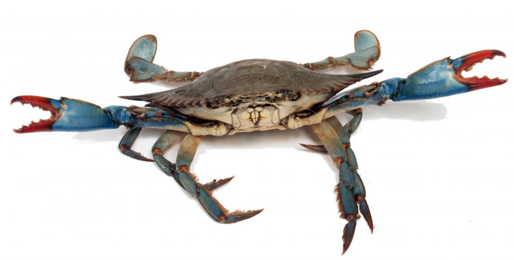 Blue crabs have eyestalks.