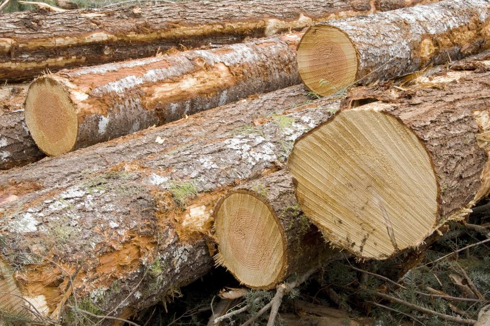 Felled trees.