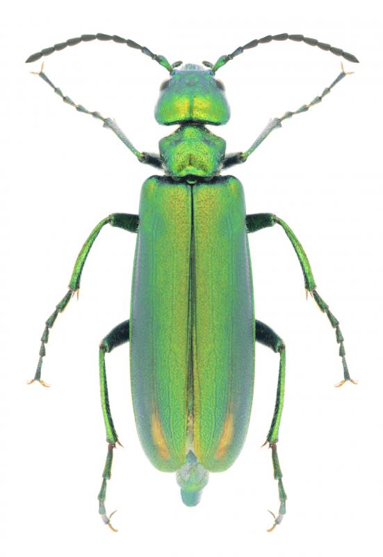 The beetle known as the Spanish fly is a type of blister beetle.