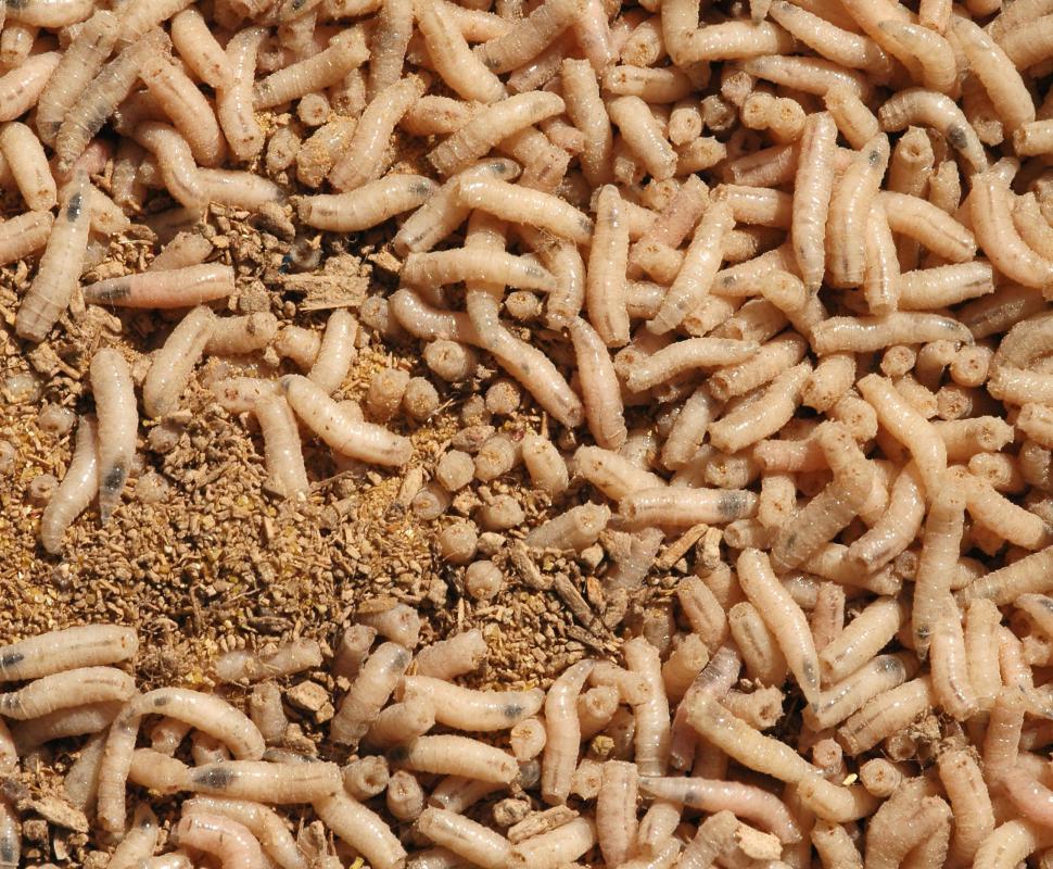Flies start out as maggots, like butterflies start out as caterpillars.