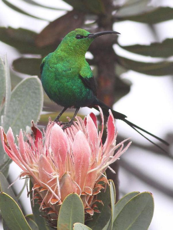 The malachite sunbird is green, with black wings.