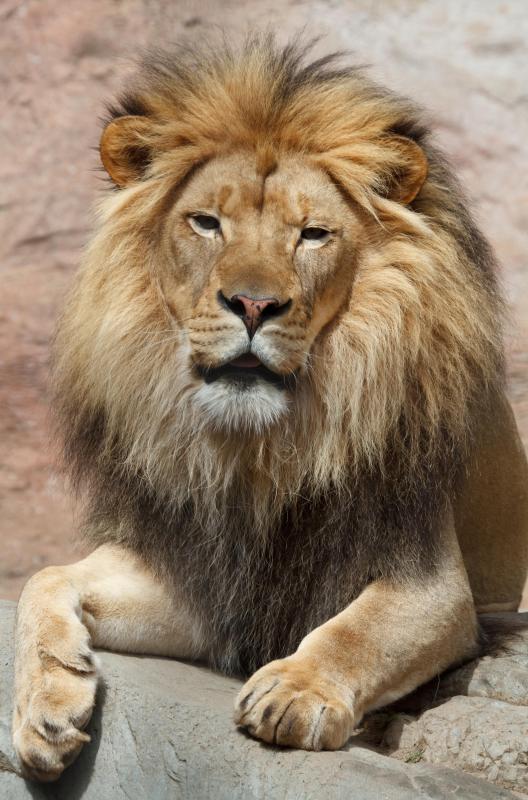 The mane of the male lion is an example of sexual dimorphism.
