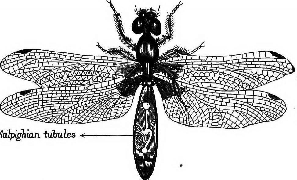Malpighian tubules are organs within insects that excrete solid waste.