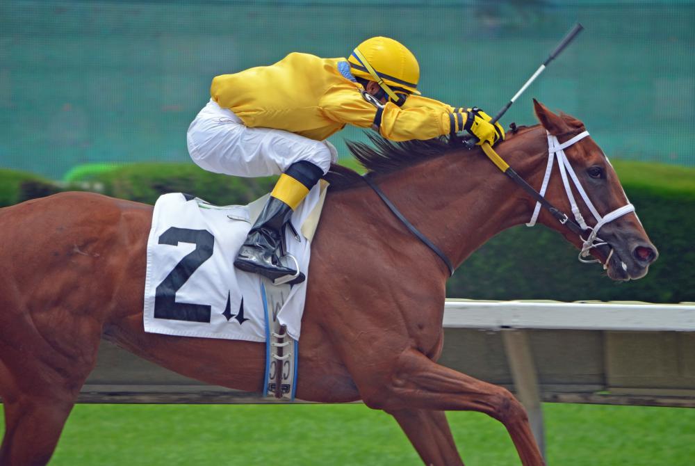 The Thoroughbred is considered the fastest breed of horse in the world.