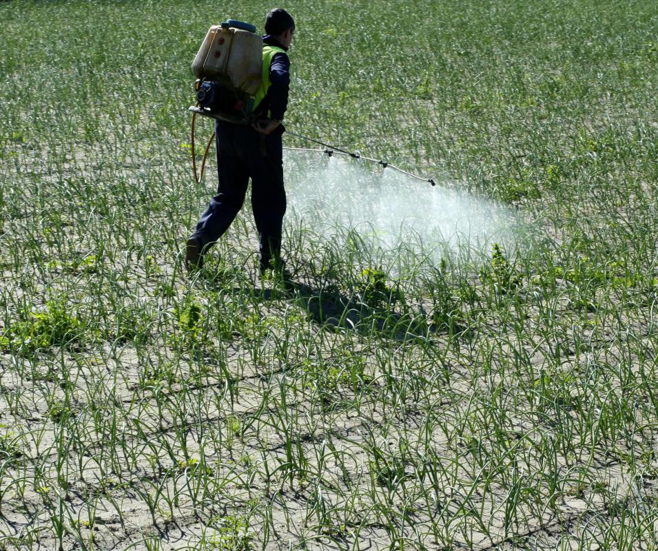 Crazy raspberry ants are resistant to a number of pesticides.