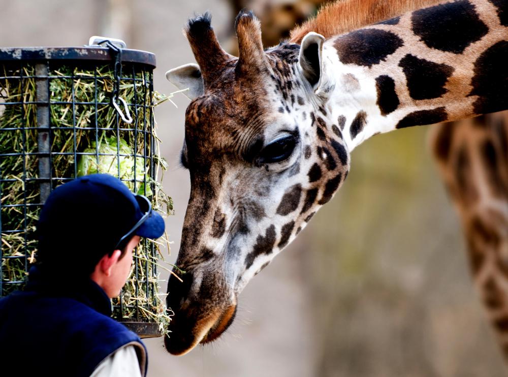 Some veterinary ophthalmologists might work at zoos.