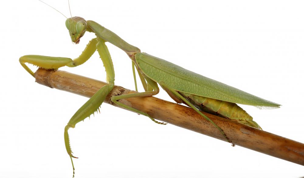 Most praying mantises are brown or green.