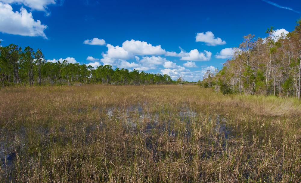 A prairie is a stretch of relatively flat, open land covered in herbs, grasses and small shrubs.