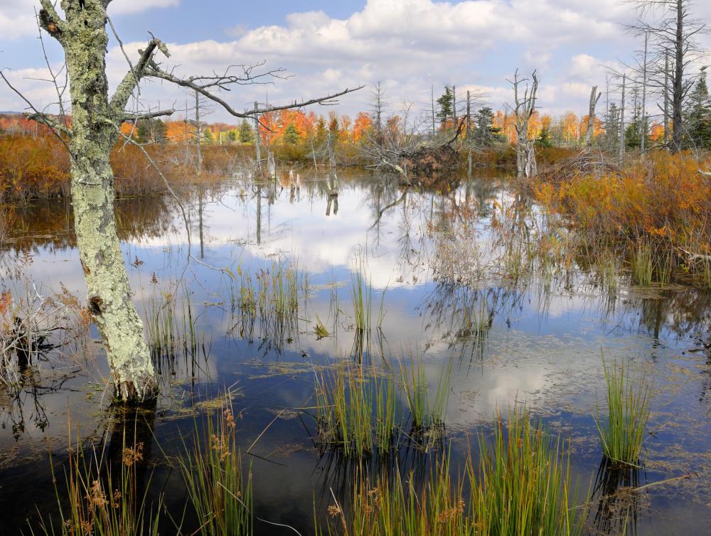 Water-rich areas, such as wetlands, are common places to find bittern, a type of wading marsh bird.