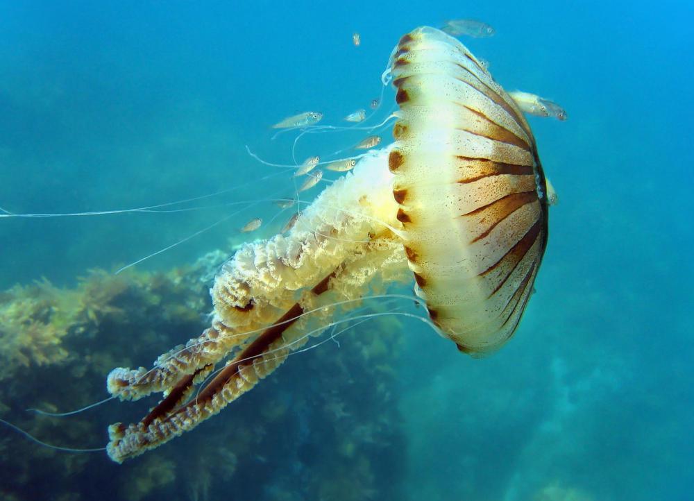 A colorful jellyfish.