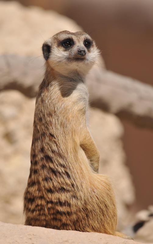 Meerkats are members of the mongoose family.