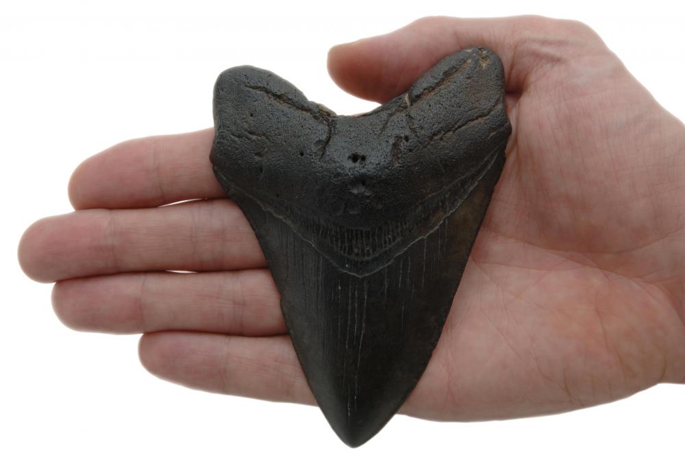 Fossils are often formed from parts of an animal that become mineralized, such as teeth or bone.