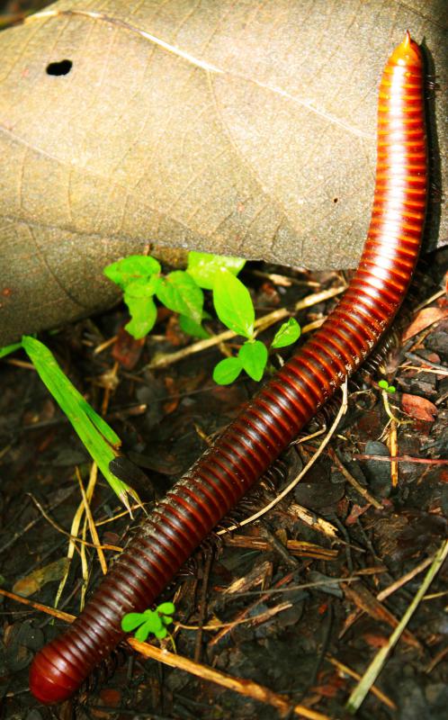 The light from glow worms is used to attract prey, like millipedes.