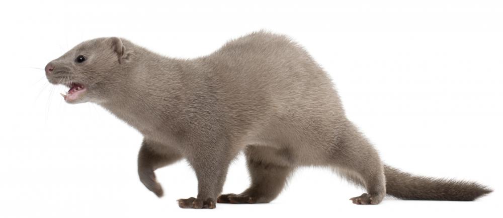 Minks can be found living in a freshwater biome.