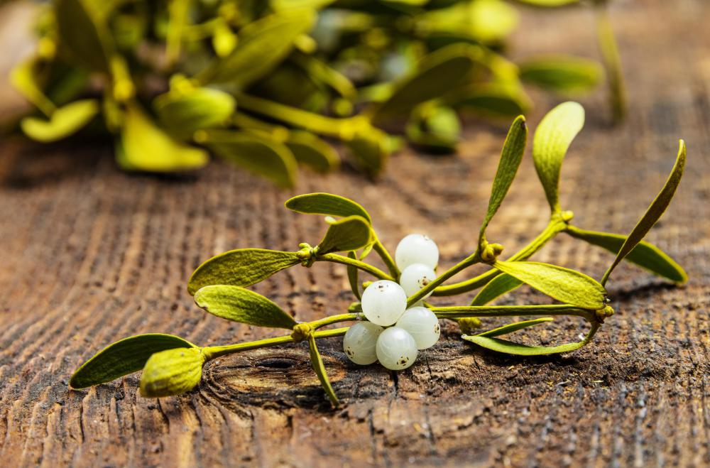 Mistletoe often uses oak trees as hosts.