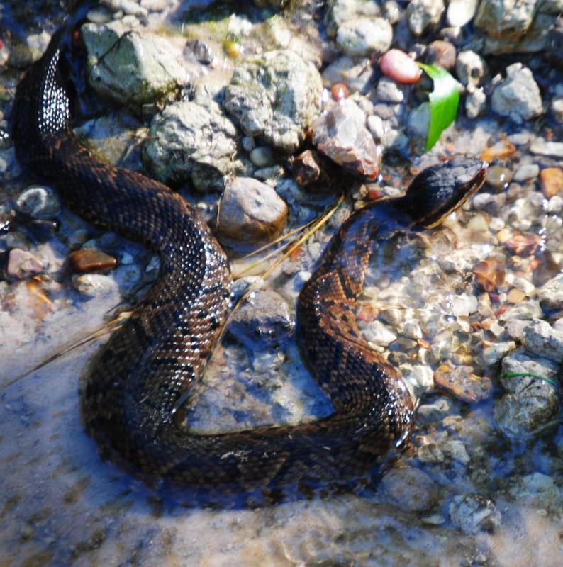Moccasins, which are also referred to as 'cottonmouths', are aggressive poisonous snakes that can be found along creeks and lakes in the American southeast.