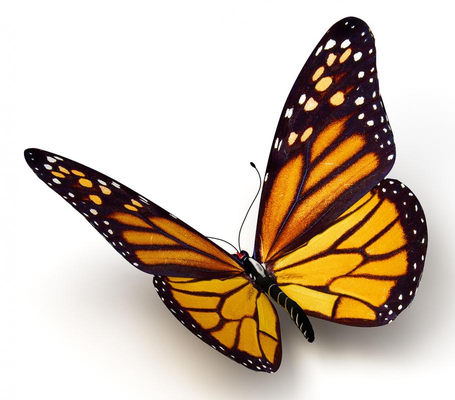 Monarch butterfly.