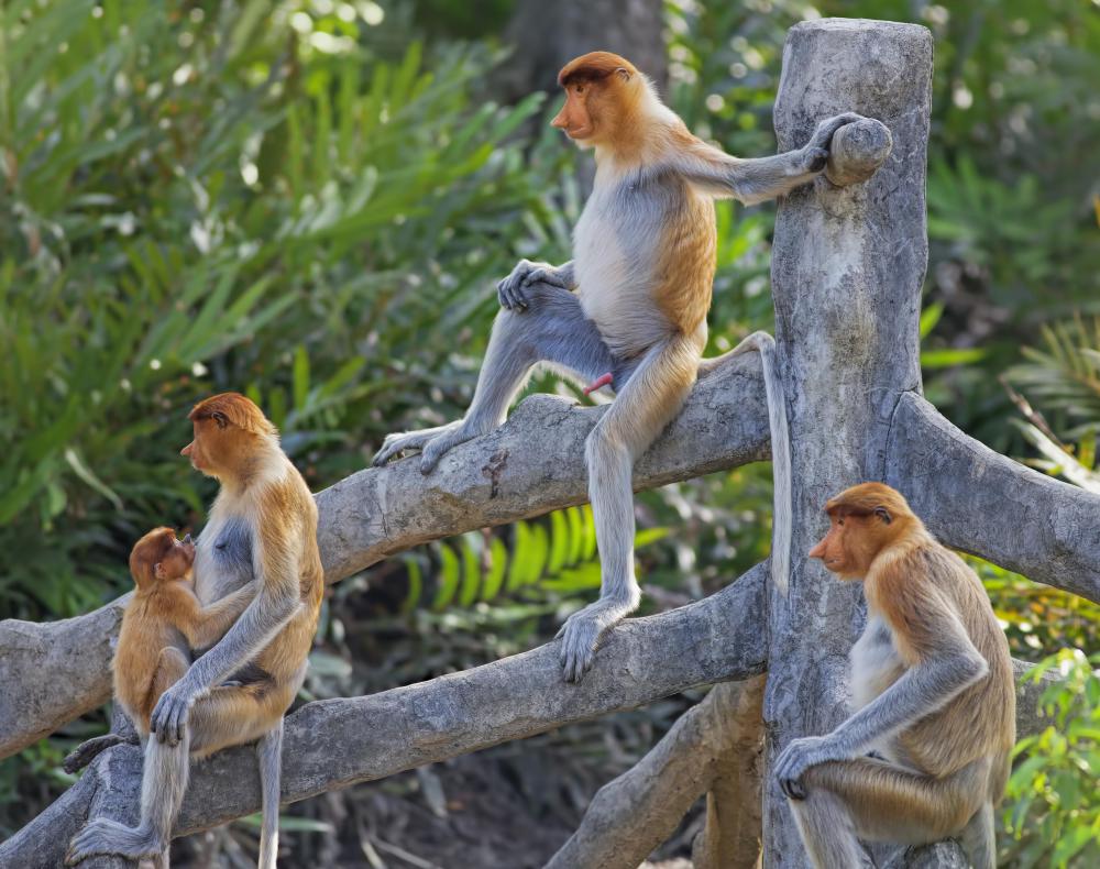 There are over 200 different species of monkey.