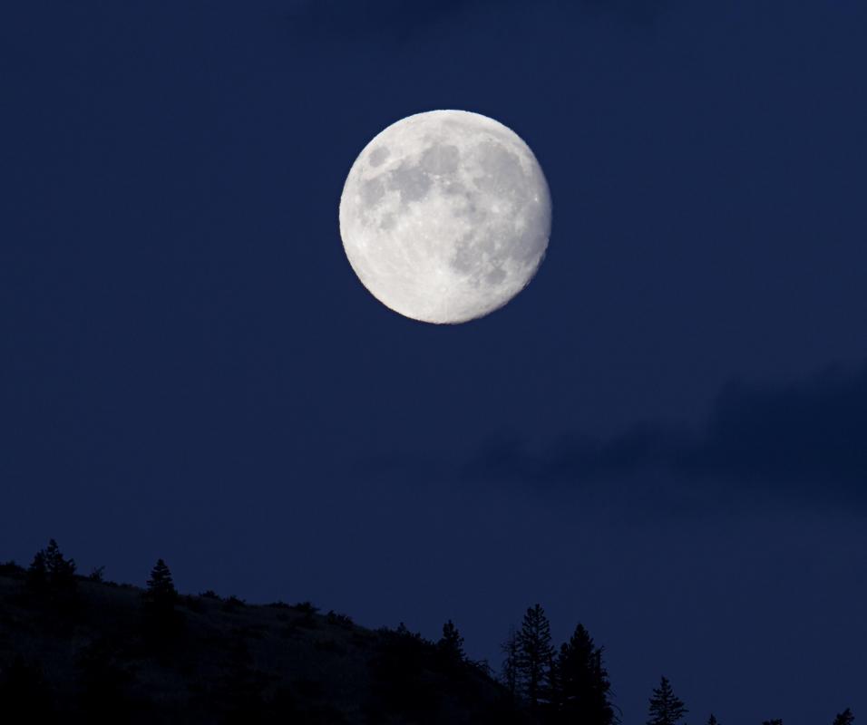 The breeding pattern of a whip-poor-will appears to follow the lunar cycle.