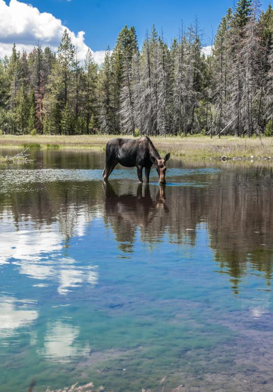 Moose prefer living in conifer forests and can feed on aquatic plants.