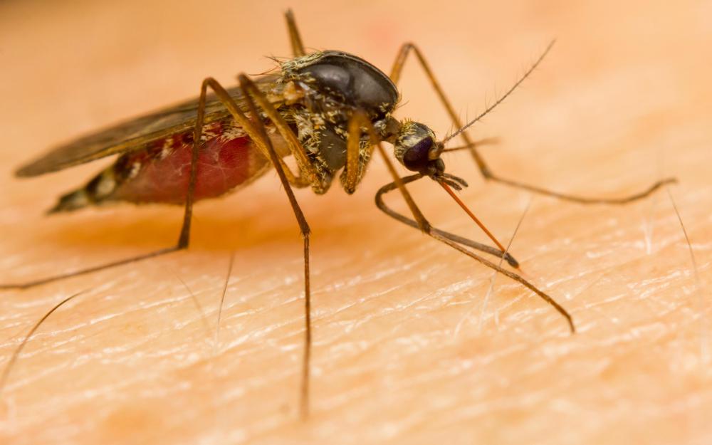 Malaria is endemic to many parts of Africa and Southeast Asia.