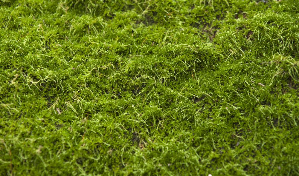 Moss.