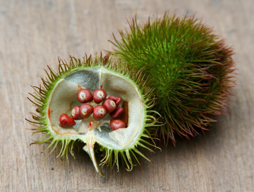 Fruit from an achiote tree, which a botanist might study.