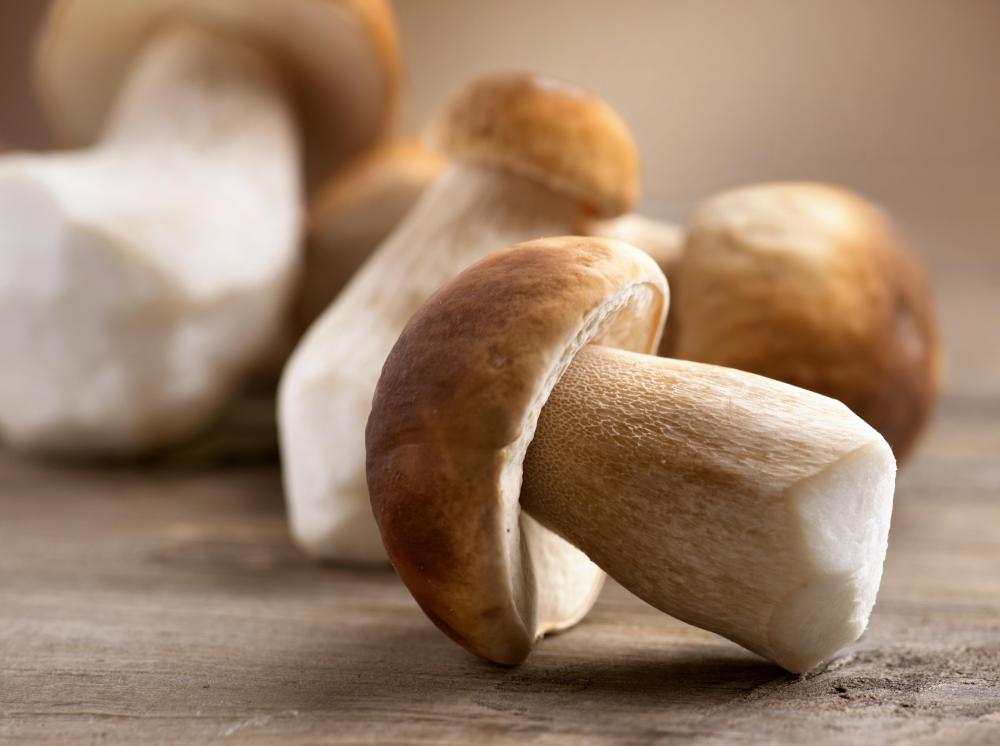 There is technically no difference between mushrooms and toadstools.