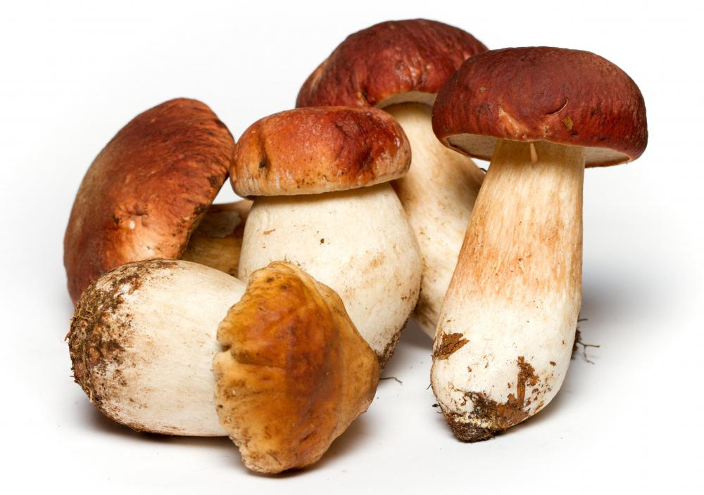 Certain mushrooms contain mycotoxins.