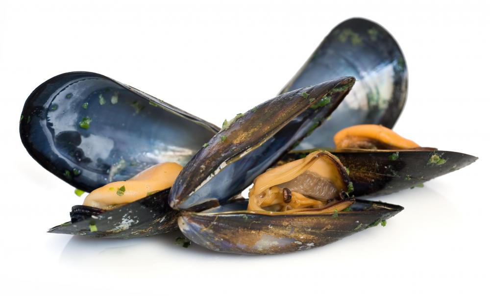 Mussels can accumulate toxins from oil spills.