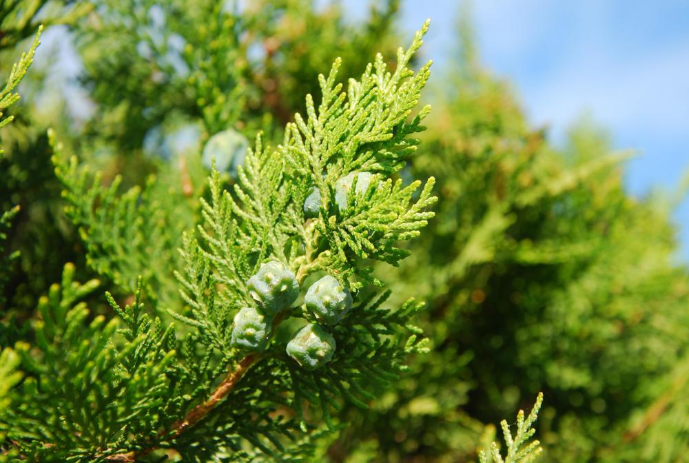 Evergreen trees are able to flourish even in harsh environments.