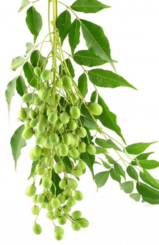 Oil derived from a neem tree can be an effective insecticide and ward off mosquitoes.