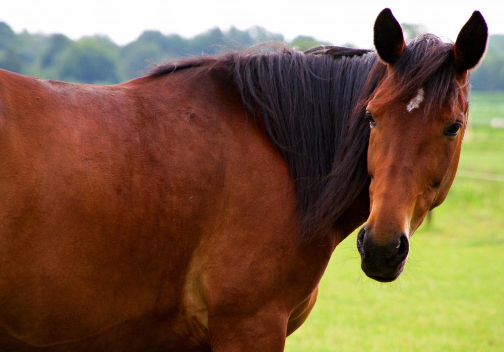 Laminitis can occur in horses who are introduced to a pasture too quickly.