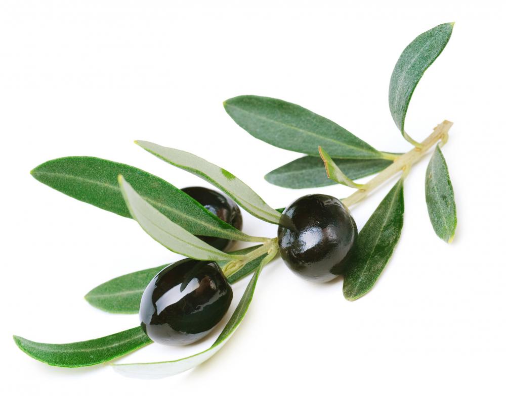 In the Bible, a dove carries an olive branch to tell Noah that the flood is ending.