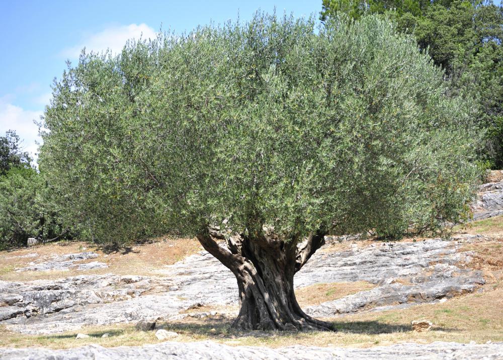 An olive grove, where marginated tortoises often live.
