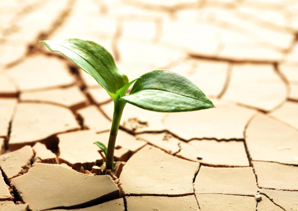 Primary successions is plant life growing where not existed before.