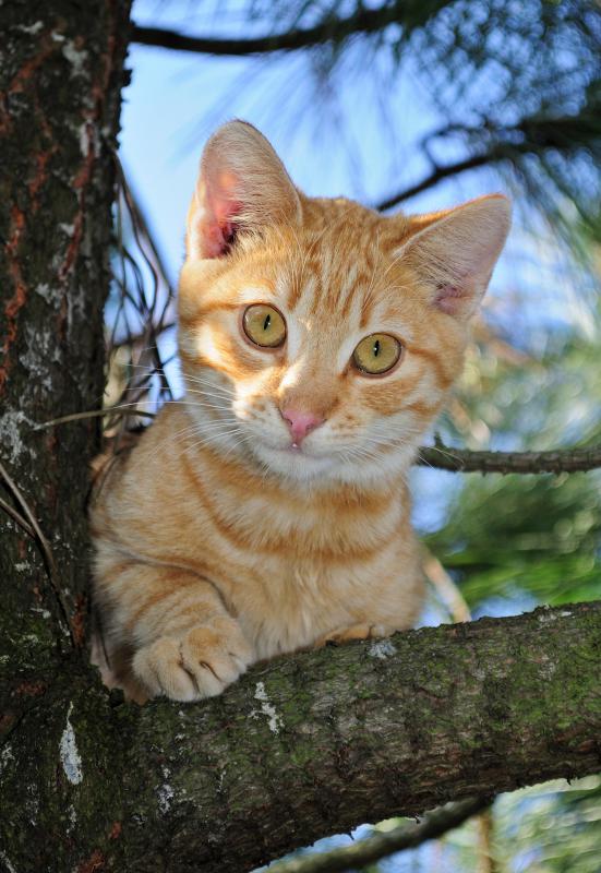 A cat may climb a tree to get a better view of her surroundings.