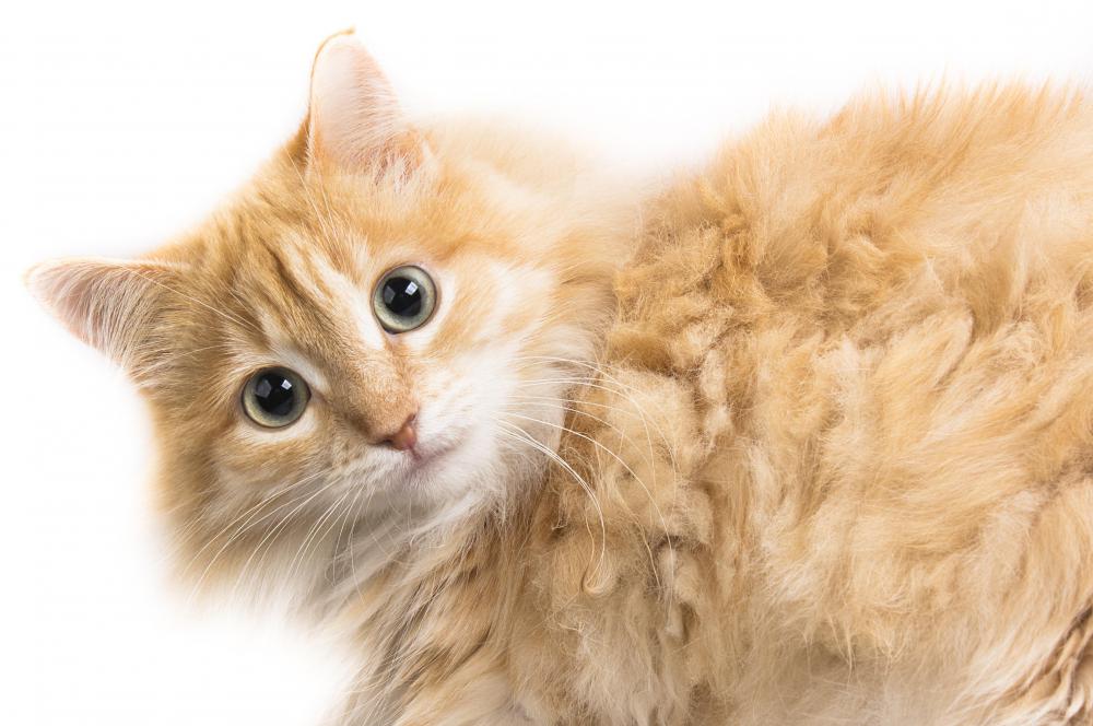 Keeping cats regularly groomed can help reduce dandruff.