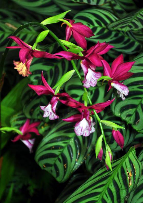 The cattleya orchid is one of the most famous of flowers of the orchid genus.